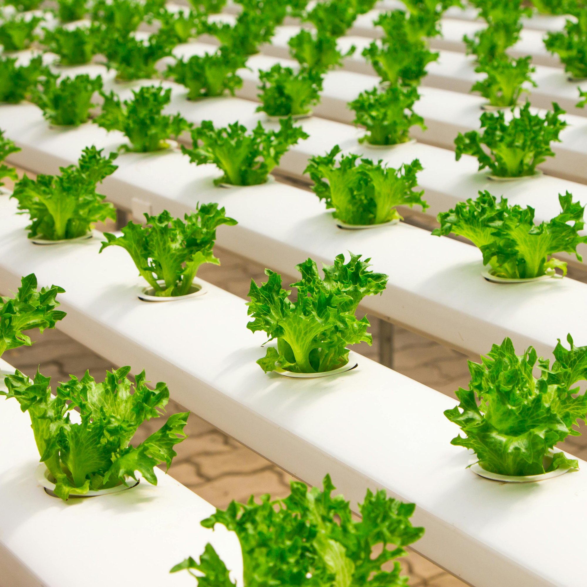 Innovative-Living- Systems-NL