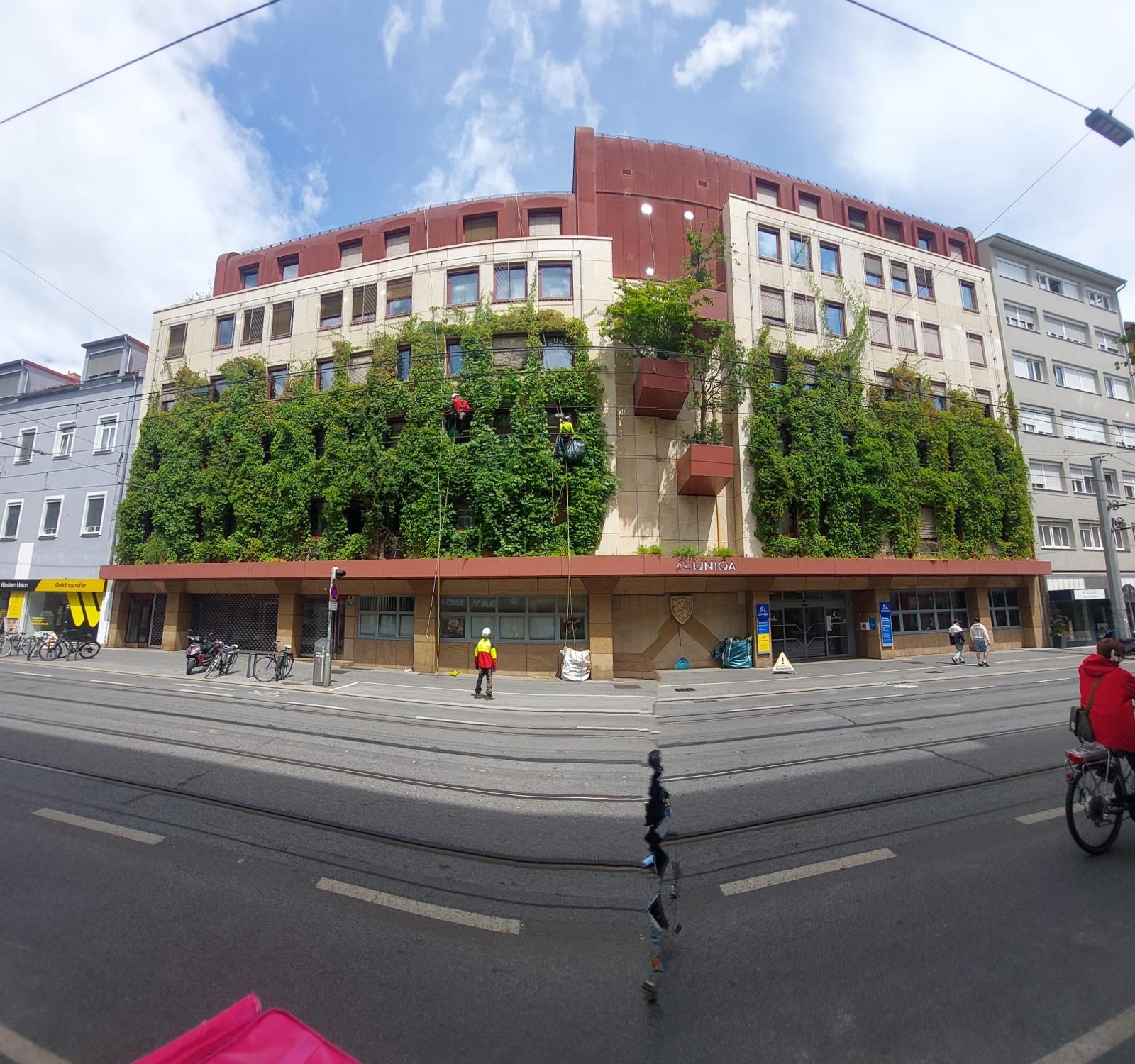 Greenwall-Annenstrasse-Actual_Arborist_Pruning_2025-5-min